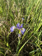 Iris virginica