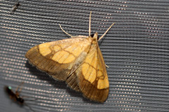 Evergestis limbata