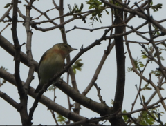 Setophaga castanea