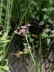 Butomus umbellatus