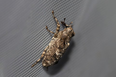 Gasterocercus depressirostris
