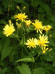 Crepis paludosa