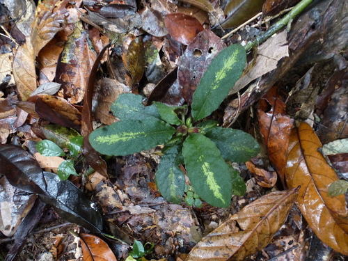 Physacanthus batanganus
