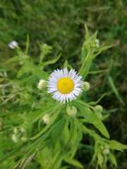 Erigeron annuus