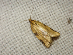 Clepsis spectrana