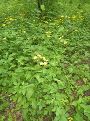 Crepis paludosa