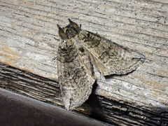 Euthyatira semicircularis