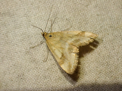 Pyrausta semirubralis