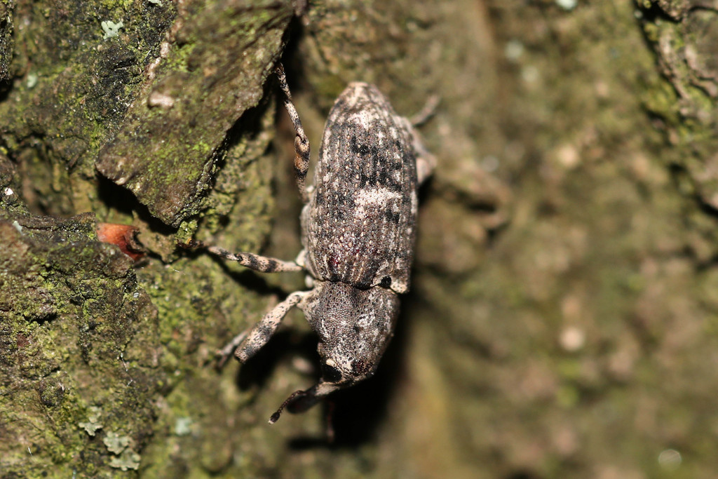 Gasterocercus depressirostris