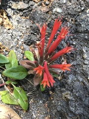 Monardella macrantha macrantha