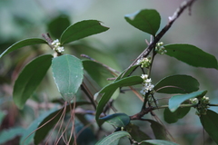 Ilex discolor tolucana