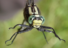 Gomphurus lineatifrons