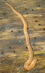 Bipalium adventitium