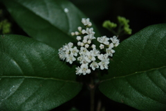 Viburnum microphyllum