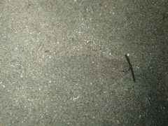 Arnoglossus