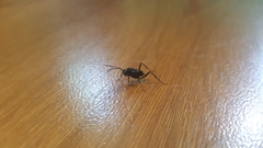 Evania appendigaster