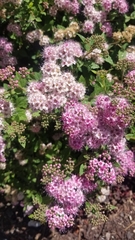 Spiraea splendens