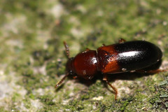 Corticeus bicolor
