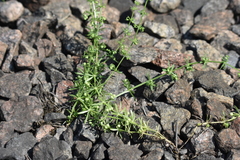 Galium tricornutum