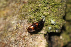 Litargus connexus