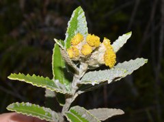 Scrobicaria ilicifolia