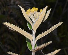 Scrobicaria ilicifolia