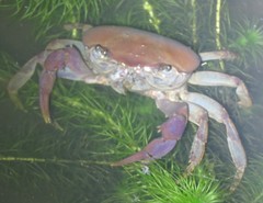 Deckenia mitis