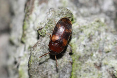 Mycetophagus