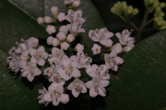 Viburnum microphyllum