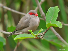 Estrilda troglodytes