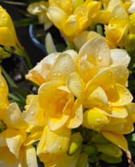 Freesia refracta
