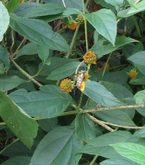 Scoliidae
