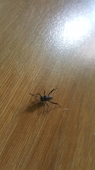 Evania appendigaster