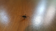 Evania appendigaster