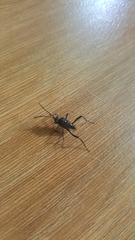 Evania appendigaster