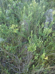 Phylica axillaris axillaris