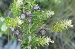 Phylica axillaris axillaris