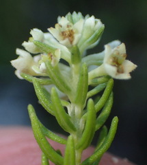 Phylica axillaris axillaris