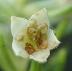 Phylica axillaris axillaris