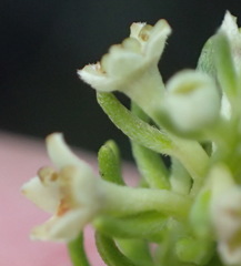 Phylica axillaris axillaris