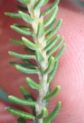 Phylica axillaris axillaris