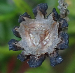 Phylica axillaris axillaris