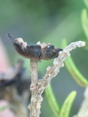 Phylica axillaris axillaris