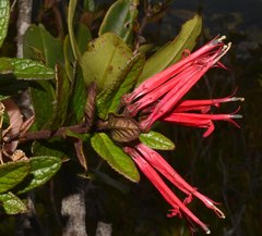 Siphocampylus scandens