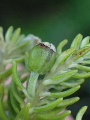 Phylica axillaris axillaris