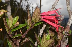 Siphocampylus scandens