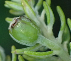Phylica axillaris axillaris