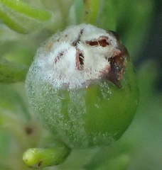 Phylica axillaris axillaris