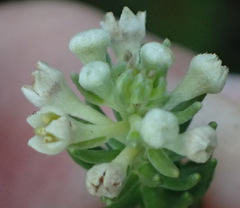 Phylica axillaris axillaris