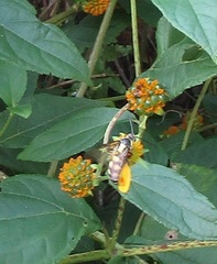 Scoliidae